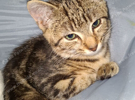 Kittens