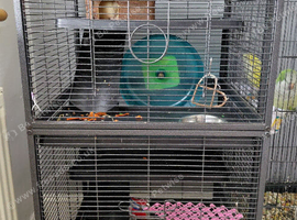 3 female dumbo rats for sale