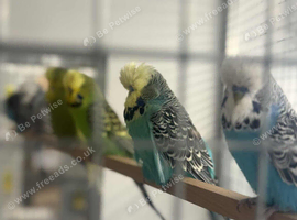 20 budgies available
