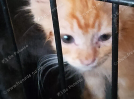 9 Weeks old kittens