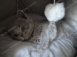 Kittens for sale. De wormed, Vet checked. Ready to go from 11.07.26