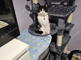 7 year old female cat