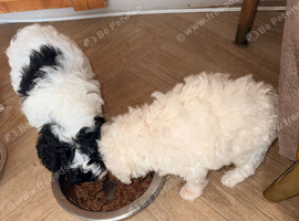 3puppy toy poodles for sale