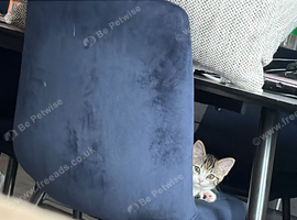 Gorgeous kitten for sale