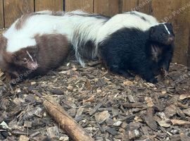 Male and female pair of  skunks