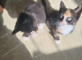 Kittens for sale