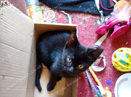 Black cat