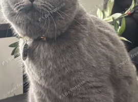 British shorthair