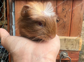 2 female 1 male guinea pig babies