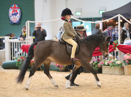 Lovely section a lead rein