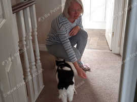 Cat Behaviourist