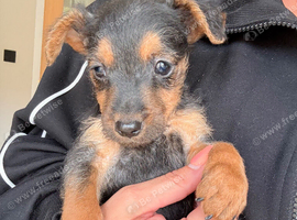 Patterdale x Lakeland puppies