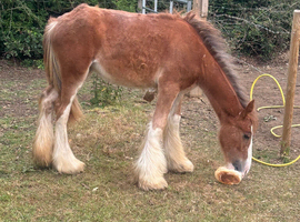 Yearling Cob filly
