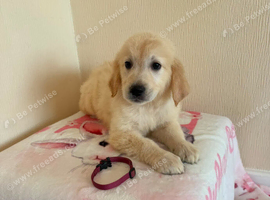 Golden retriever