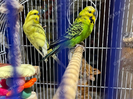 Two Beautiful Young Male Budgies