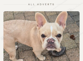 Isabella cream french bulldog