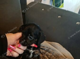 Girl yorkipoo