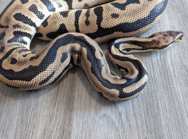 Spotnose leopard possible phantom het clown
