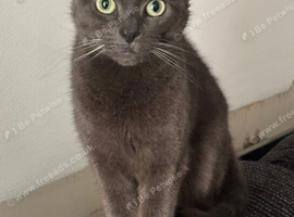 8 year old cat needs a home