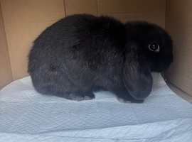 Mini lop
