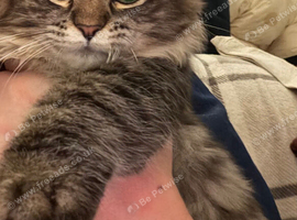 Maincoon xRagdoll &pound;200 ono