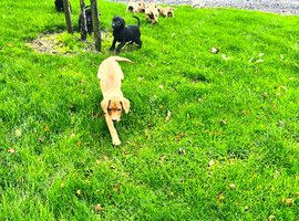Gorgeous Lab puppies ready to go now