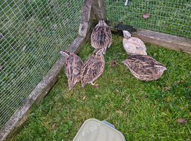 Free quail