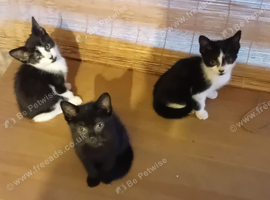 Four beautiful kittens looking for forever home