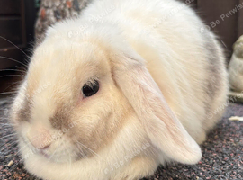Mini Lop