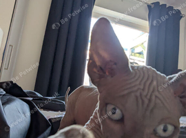Adorable sphynx boy kitten