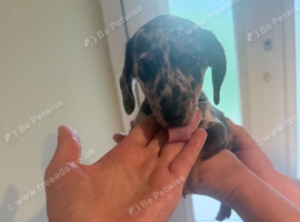 Miniature dachshund