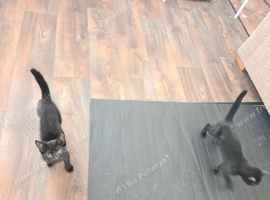 Two black female kittens