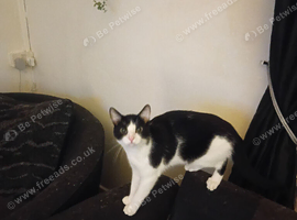 3 cats that need to be rehomed