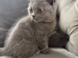 British short haired female kitten READY NOW