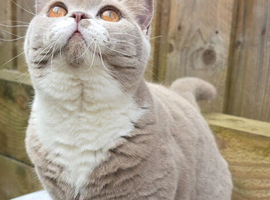 British Shorthair Kittens