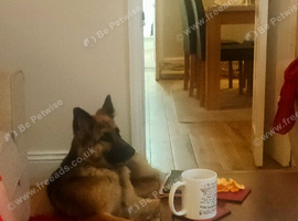 4 year old German shepherd girl