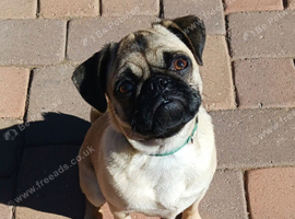 1 year old female pug Nala x