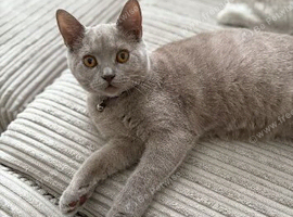 Two female British shorthairs *rehome*