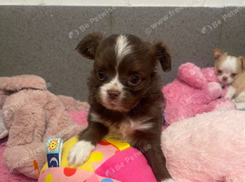 Beautiful chihuahua puppies kc