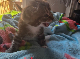Kittens looking for forever homes