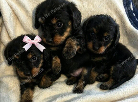 2 beautiful cockerpoo puppy's left