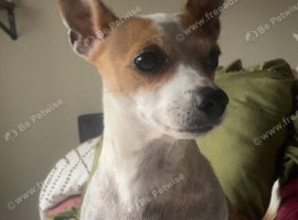 Border chi puppies boy and girl