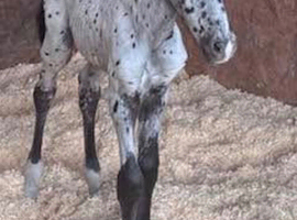 Stunning colt