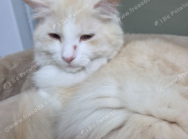 Persian cat