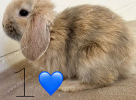 Pure Bred French Lops