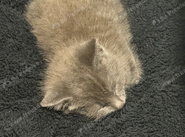 Gray kitten