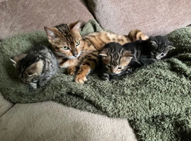 Mixed bengal kitten