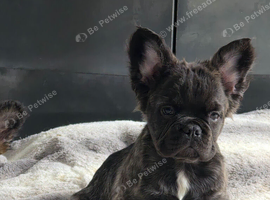 Fluffy visual French bulldog puppy