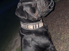 ready now Beautiful rare champion Kc Rottweiler pups for sale
