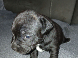 Stunning Staffy puppy